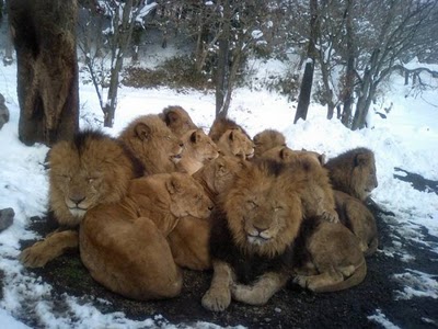 lions_in_the_snow.jpg